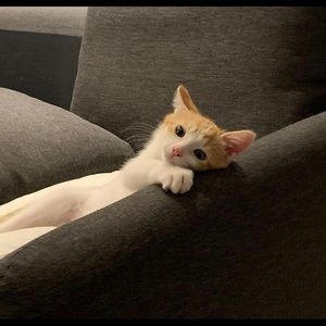 Meet your Posher, Romina